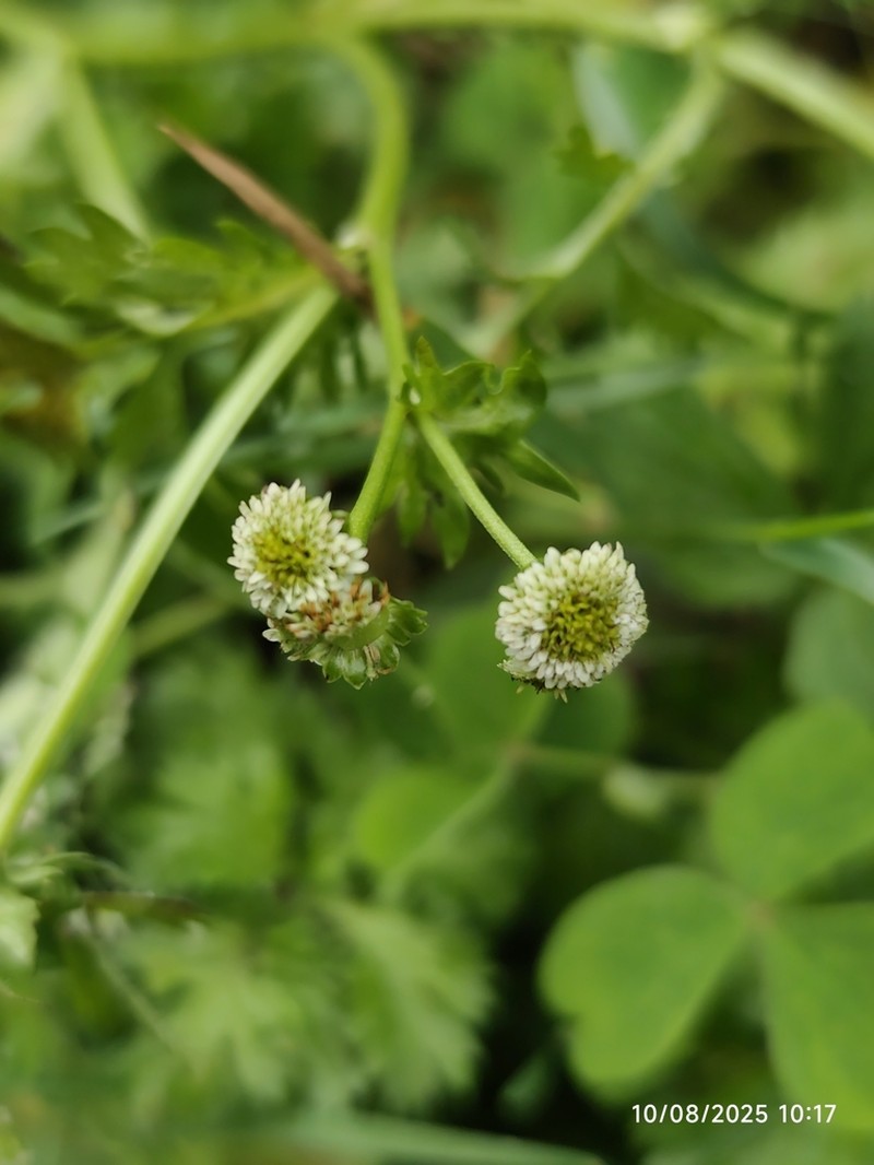 Plagiocheilus bogotensis photo 6