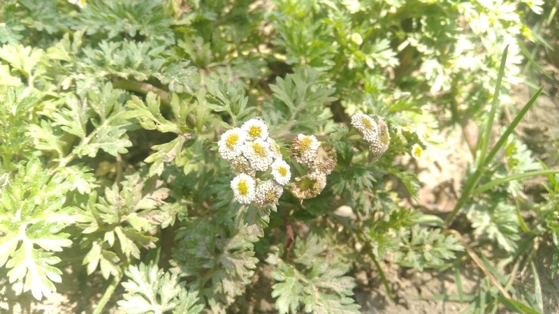Plagiocheilus bogotensis photo 8