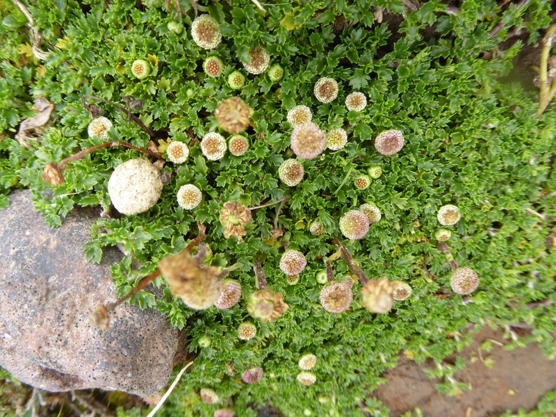 Plagiocheilus frigidus photo 2