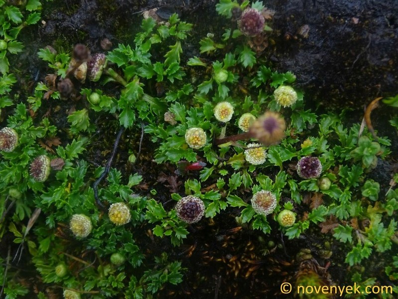 Plagiocheilus frigidus photo 3
