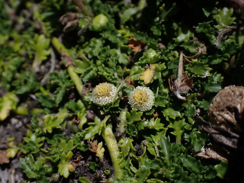 Plagiocheilus frigidus photo 4