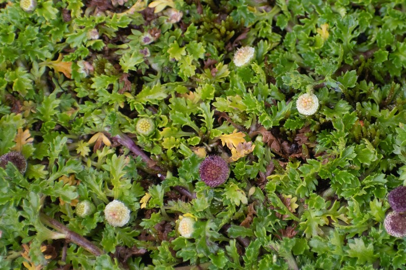 Plagiocheilus frigidus photo 6