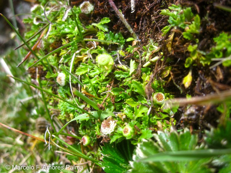 Plagiocheilus frigidus photo 7