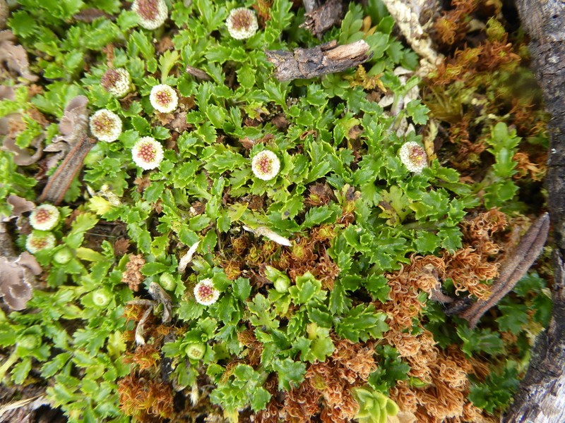 Plagiocheilus frigidus photo 8