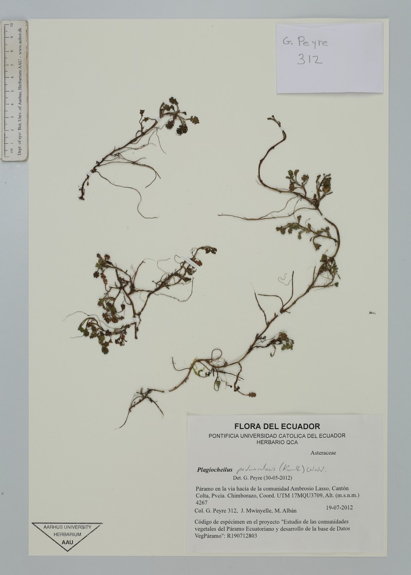Plagiocheilus peduncularis