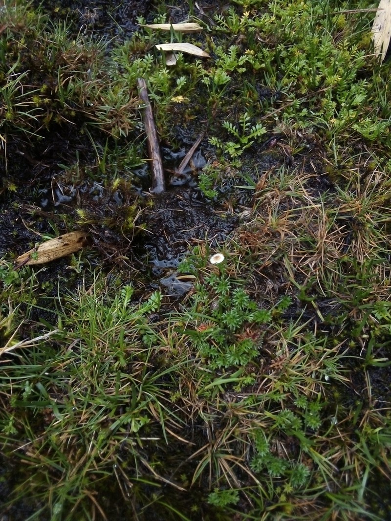 Plagiocheilus soliviformis