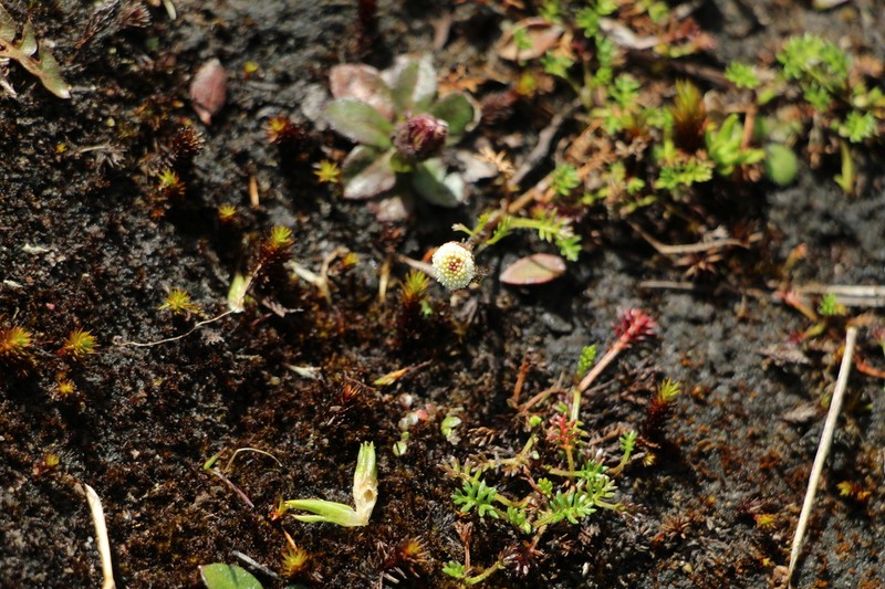 Plagiocheilus soliviformis photo 2