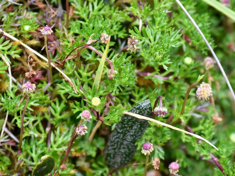 Plagiocheilus soliviformis photo 3
