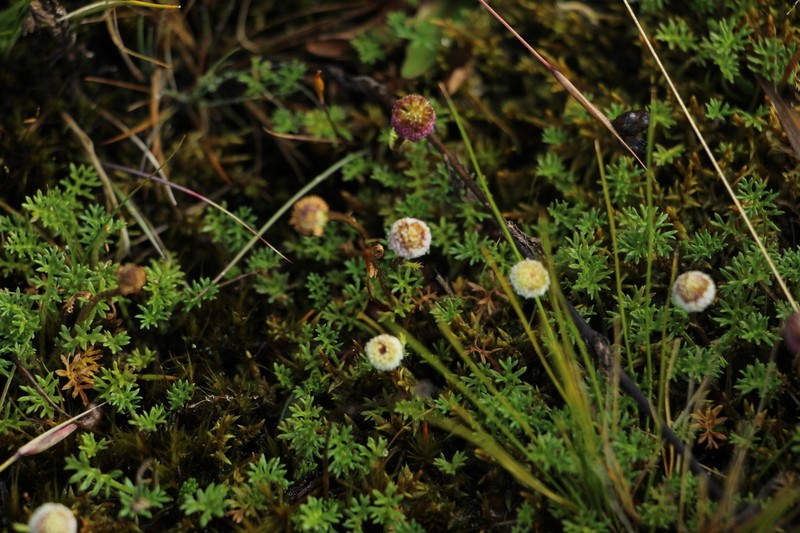 Plagiocheilus soliviformis photo 4