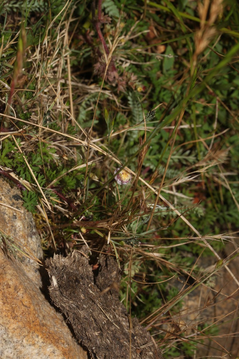 Plagiocheilus soliviformis photo 6