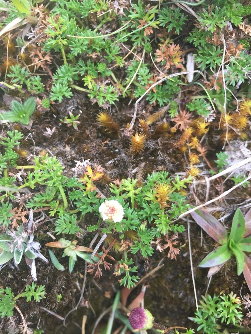 Plagiocheilus soliviformis photo 7