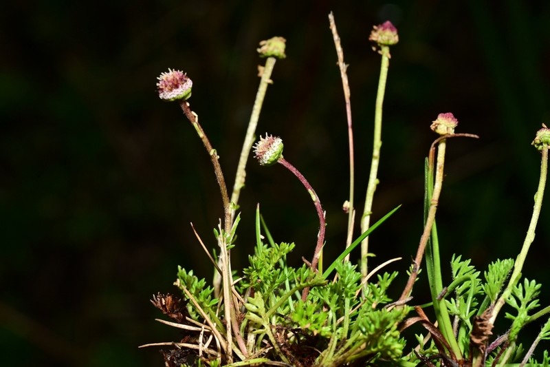 Plagiocheilus soliviformis photo 8