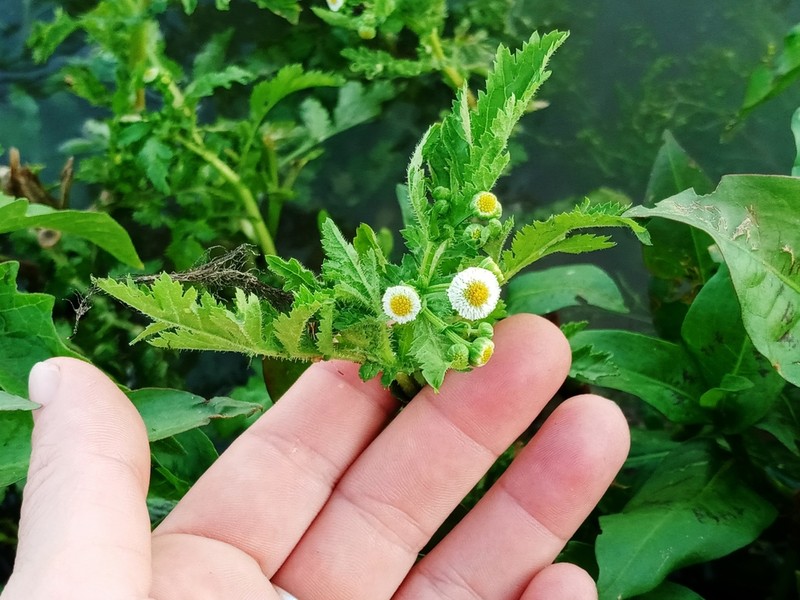 Plagiocheilus tanacetoides