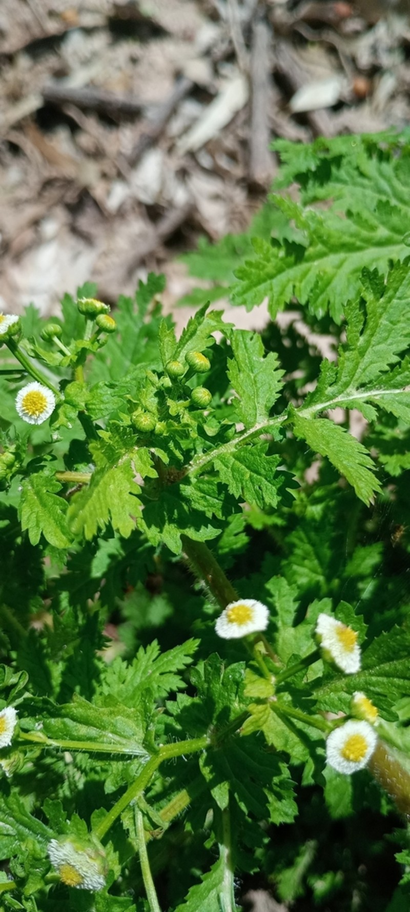 Plagiocheilus tanacetoides photo 2