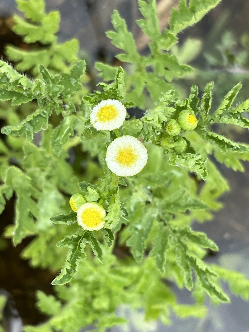 Plagiocheilus tanacetoides photo 3