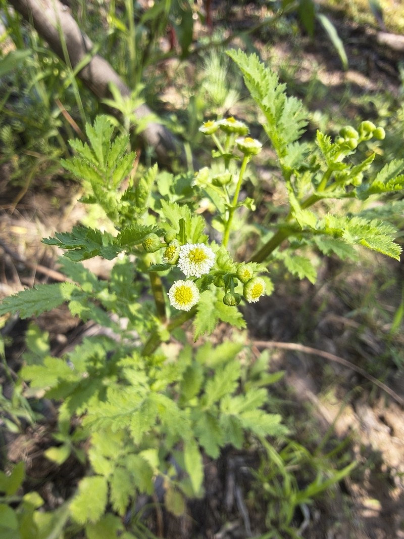 Plagiocheilus tanacetoides photo 4