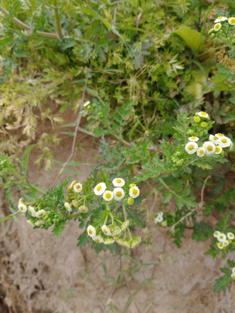Plagiocheilus tanacetoides photo 8