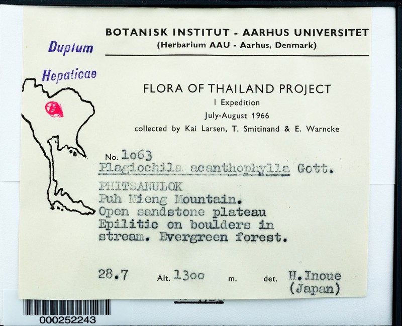 Plagiochila acanthophylla photo 2