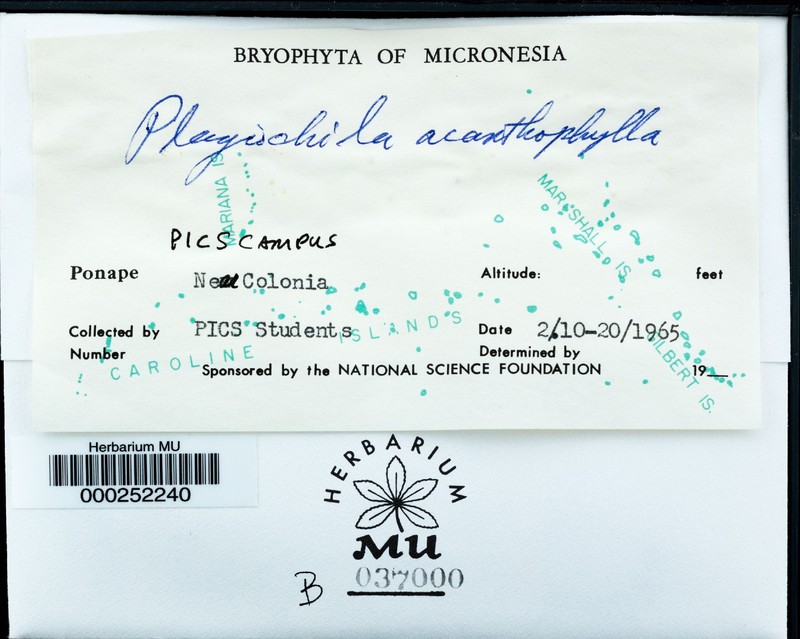 Plagiochila acanthophylla photo 3