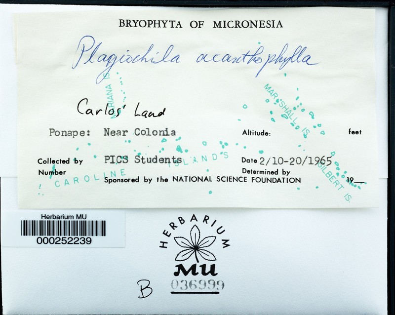Plagiochila acanthophylla photo 4