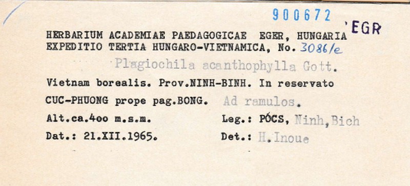 Plagiochila acanthophylla photo 7
