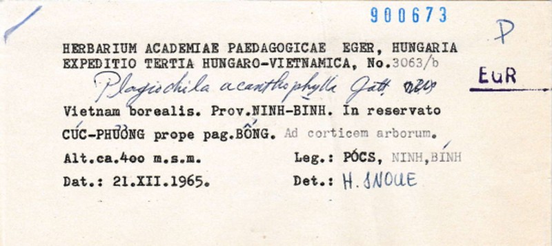 Plagiochila acanthophylla photo 8