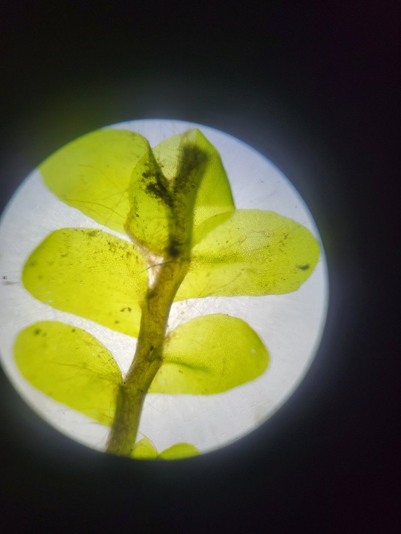 Plagiochila asplenioides