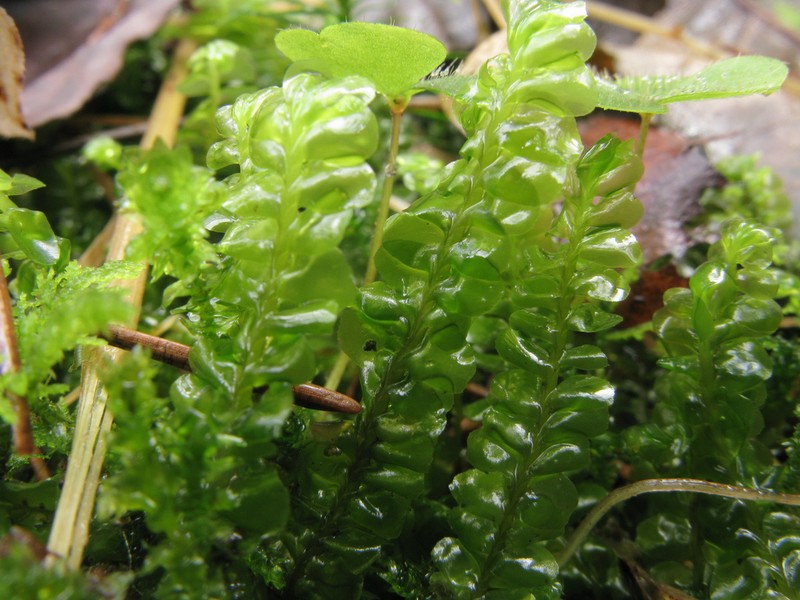 Plagiochila asplenioides