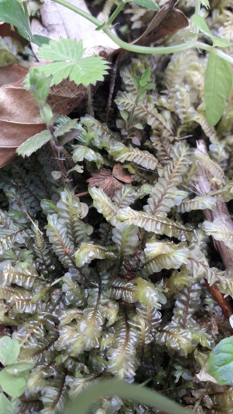 Plagiochila asplenioides photo 2