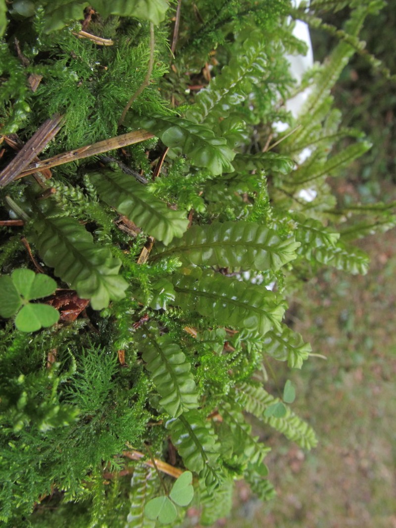 Plagiochila asplenioides photo 3