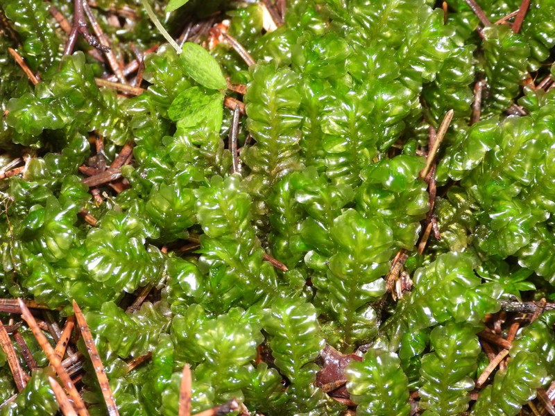 Plagiochila asplenioides photo 4