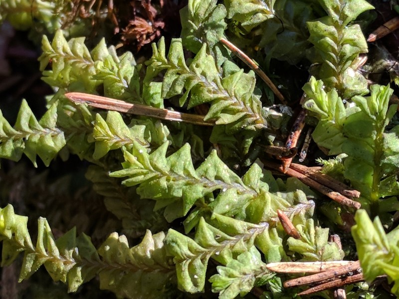Plagiochila asplenioides photo 5
