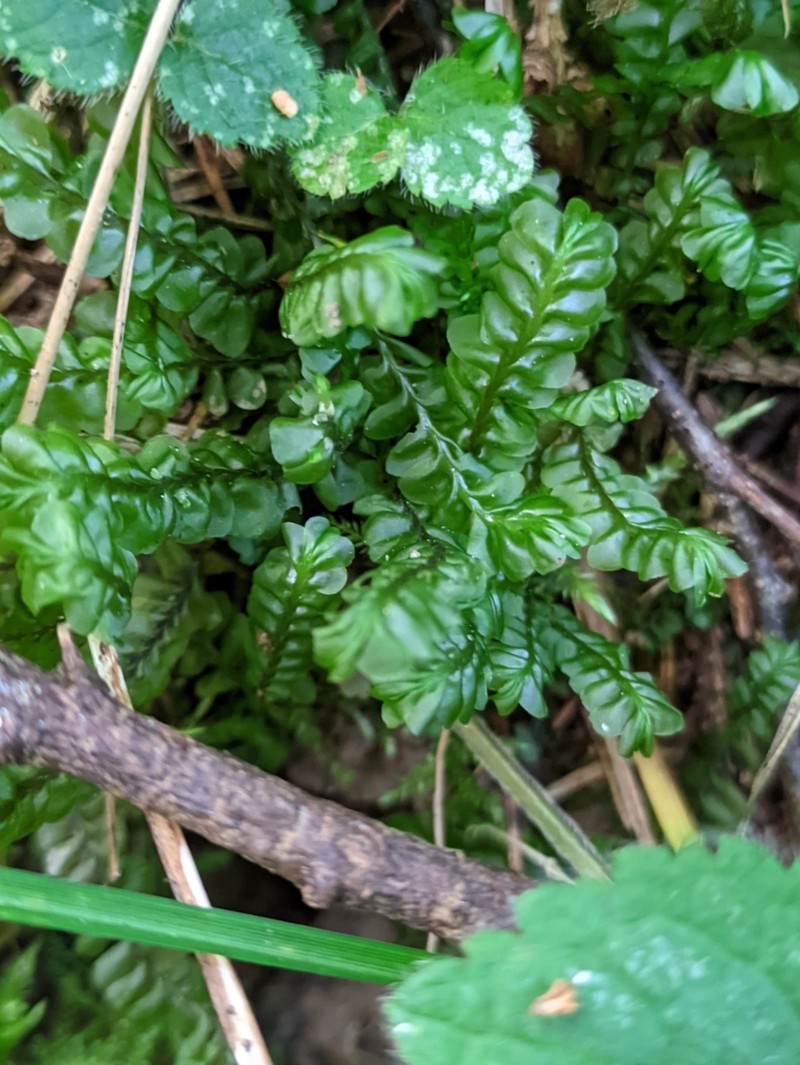 Plagiochila asplenioides photo 6