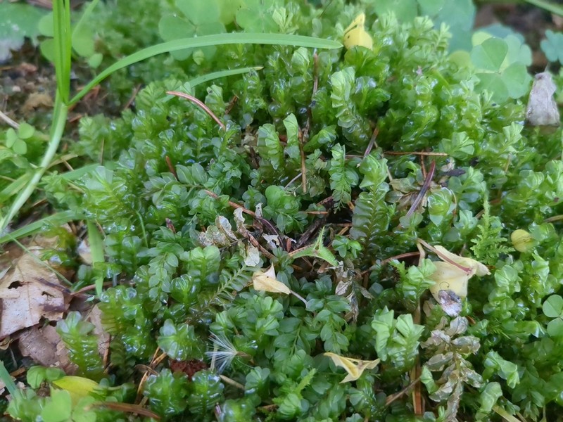 Plagiochila asplenioides photo 7