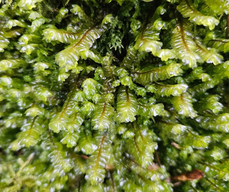 Plagiochila asplenioides photo 8