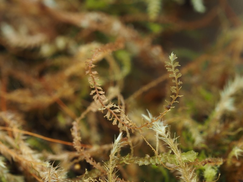 Plagiochila caduciloba