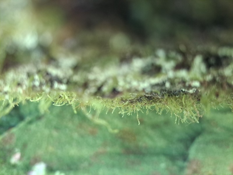 Plagiochila caduciloba photo 2