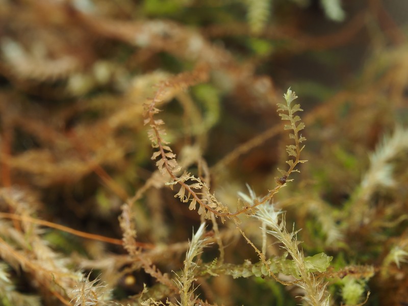 Plagiochila caduciloba photo 3