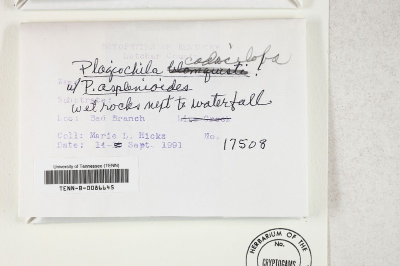 Plagiochila caduciloba photo 5