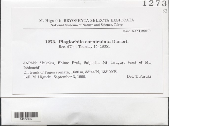Plagiochila corniculata
