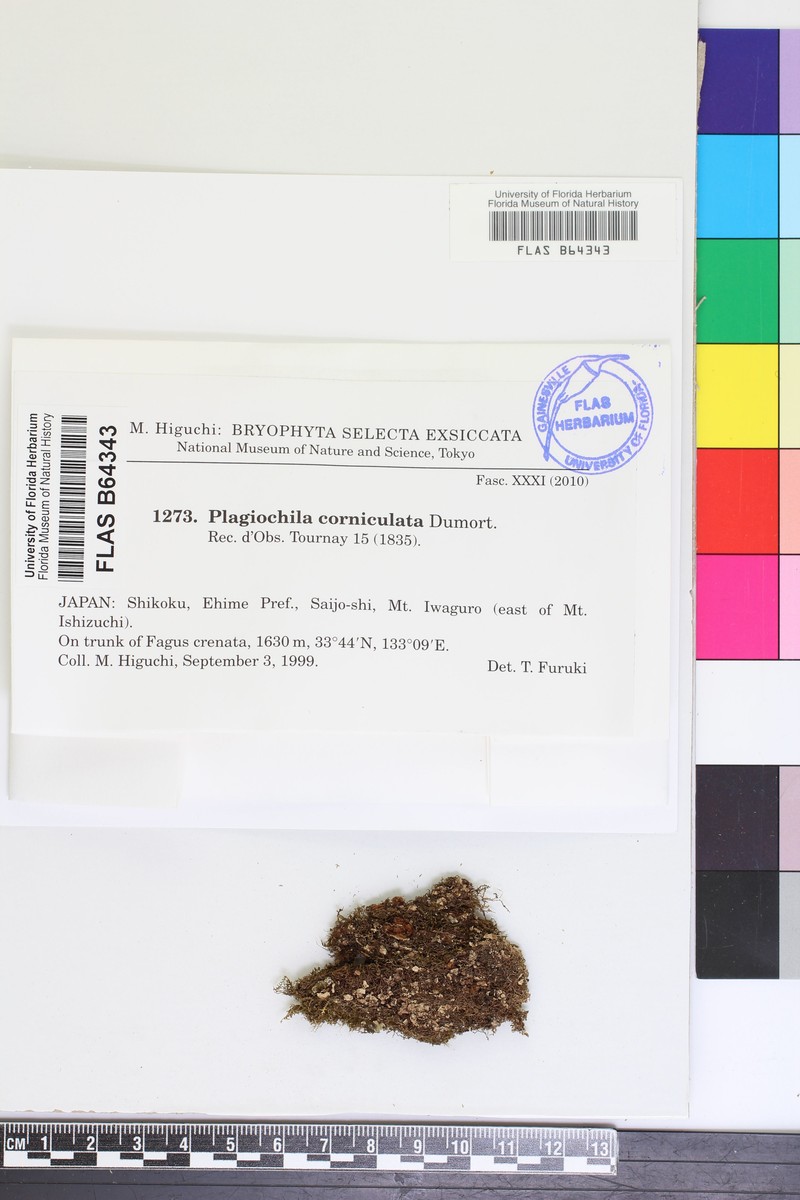 Plagiochila corniculata photo 2