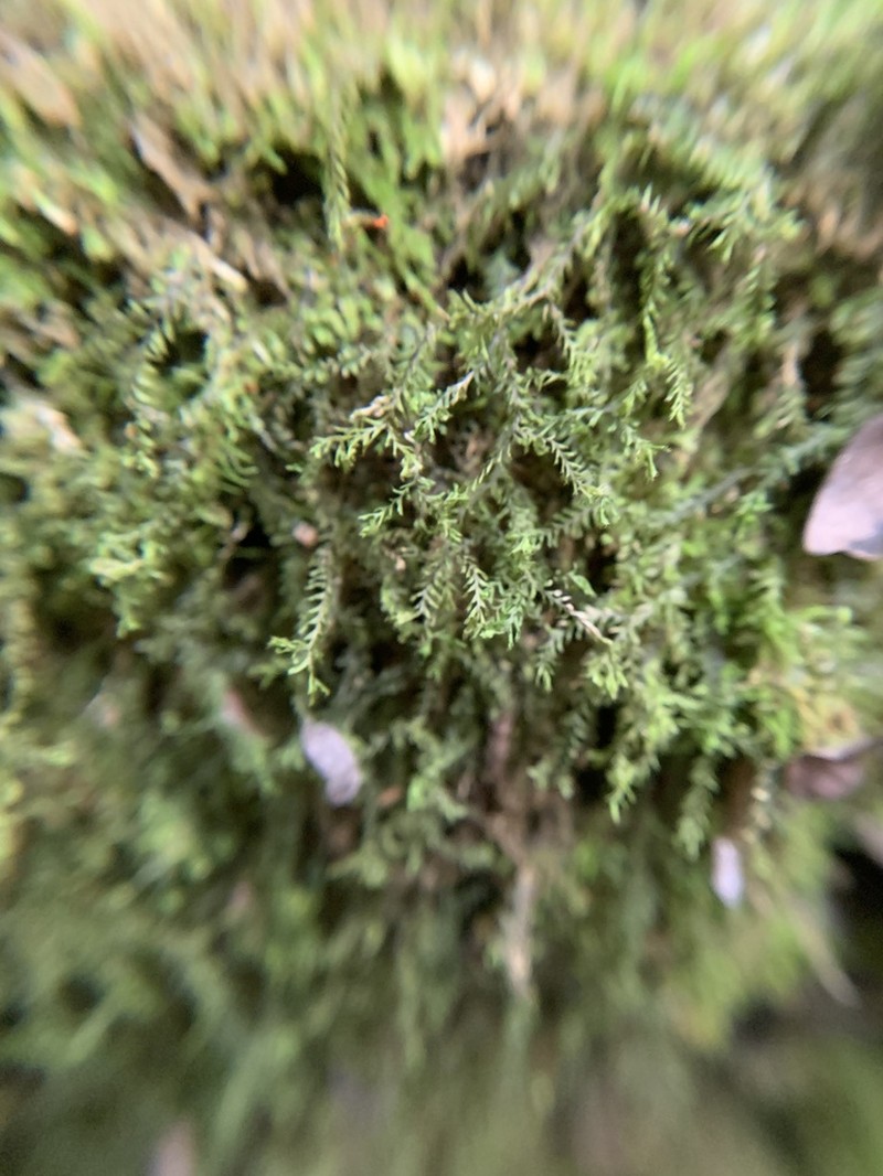 Plagiochila floridana