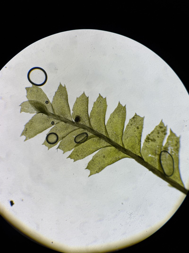Plagiochila floridana photo 3