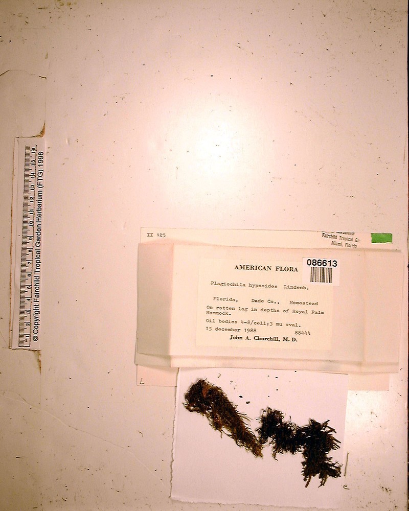 Plagiochila hypnoides