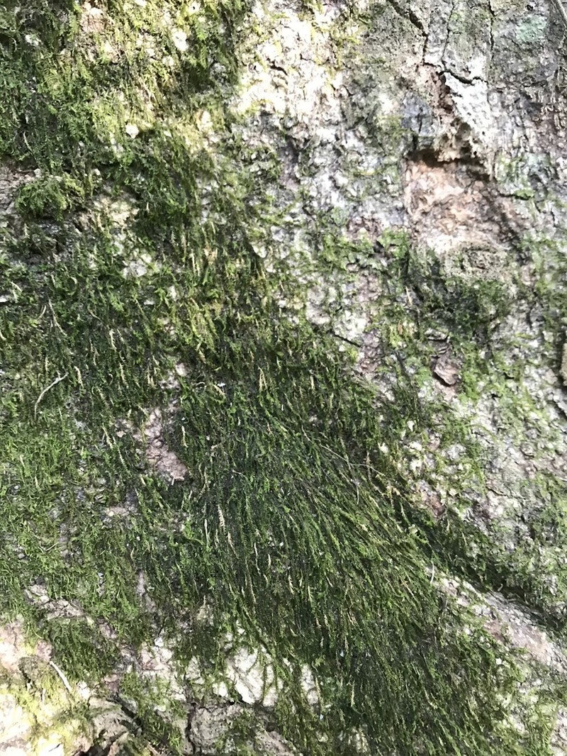 Plagiochila ludoviciana photo 2