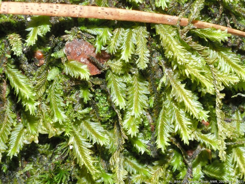 Plagiochila ludoviciana photo 3