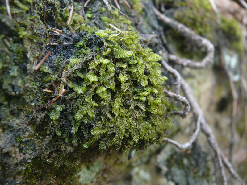 Plagiochila porelloides