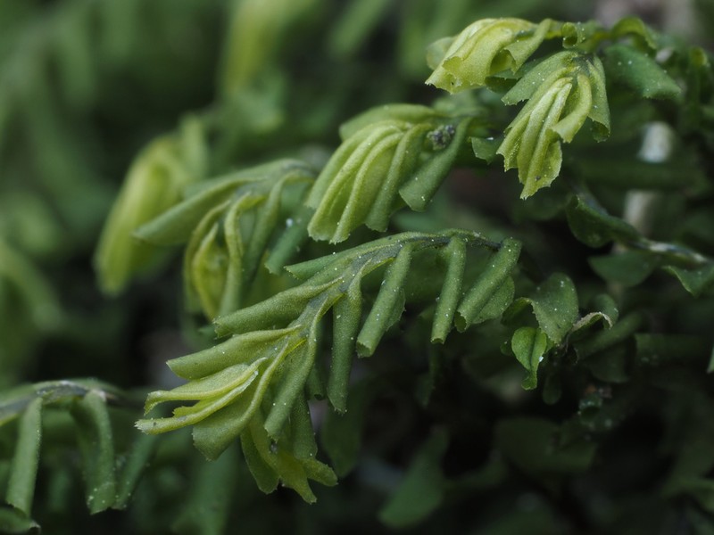 Plagiochila porelloides