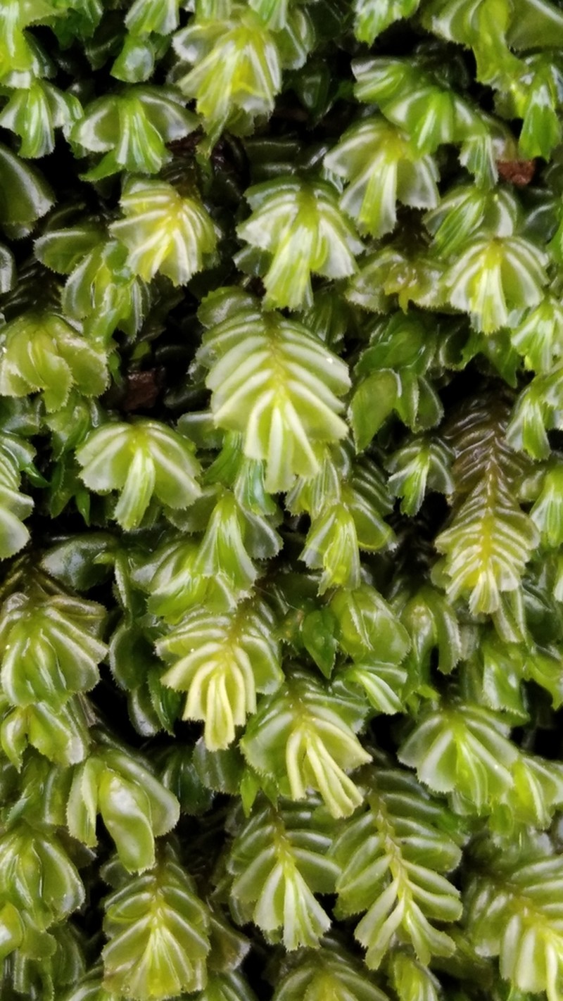 Plagiochila porelloides photo 2