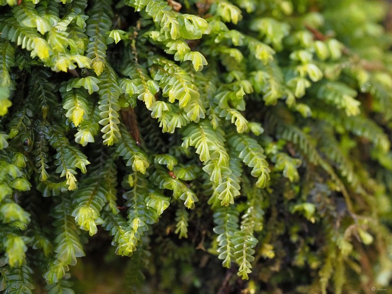 Plagiochila porelloides photo 3